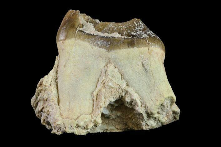 Oreodont (Merycoidodon) Tooth - South Dakota #157351